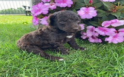 Standard Poodle dogs for sale: Rocket - Image 5