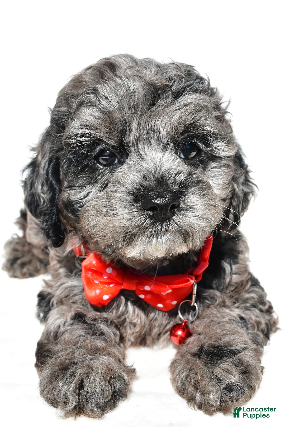 Cockapoo dogs for sale: Sonny - Image 6