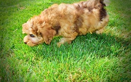 Havapoo dogs for sale: Fancy - Image 1