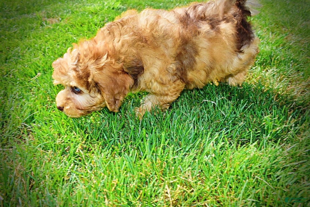 Havapoo dogs for sale: Fancy - Image 1