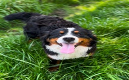 Bernese Mountain Dog dogs for stud: Theo - Image 4