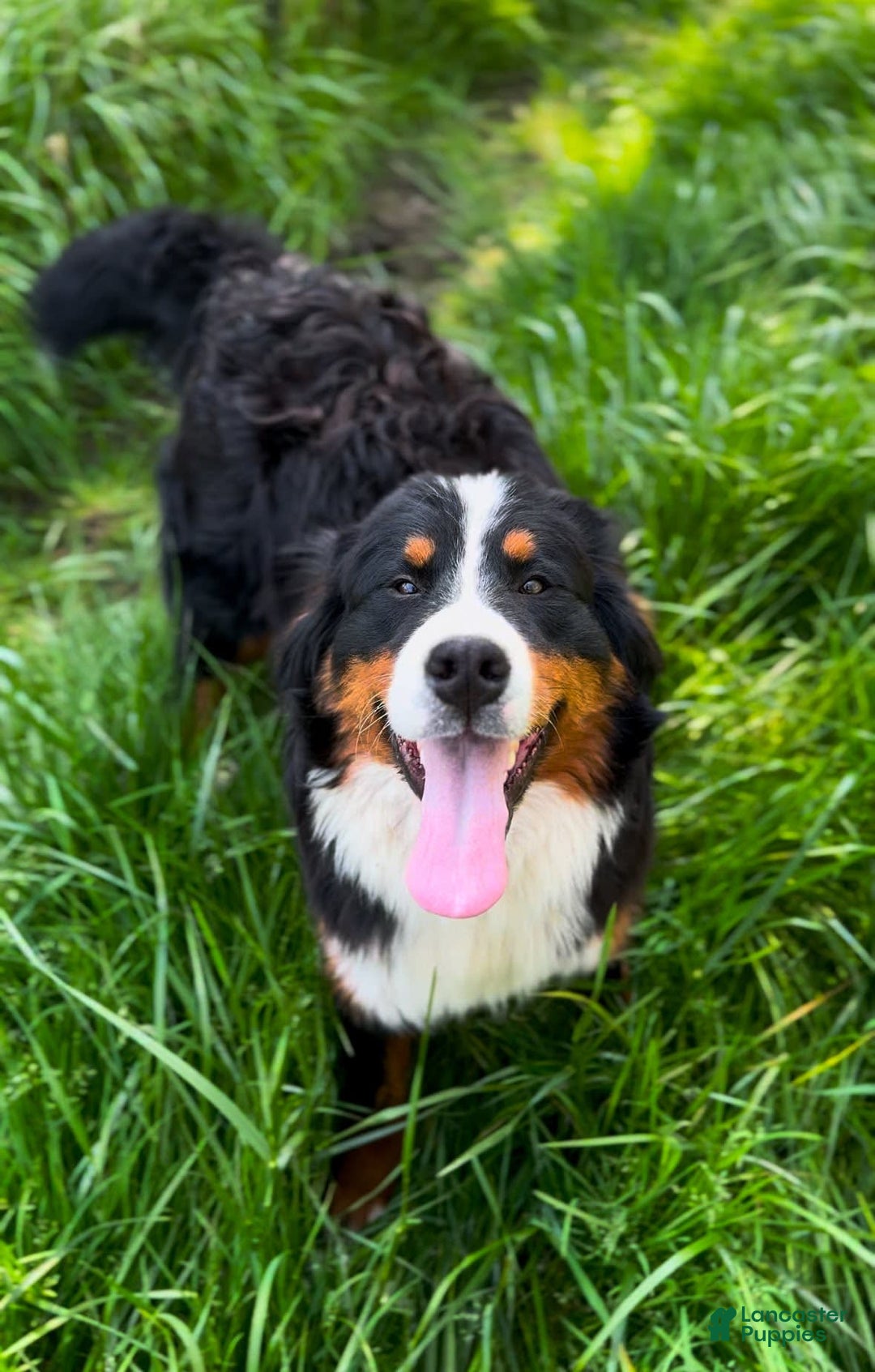 Bernese Mountain Dog dogs for stud: Theo - Image 4