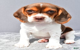 Beagle dogs for sale: Tabbi - Image 3