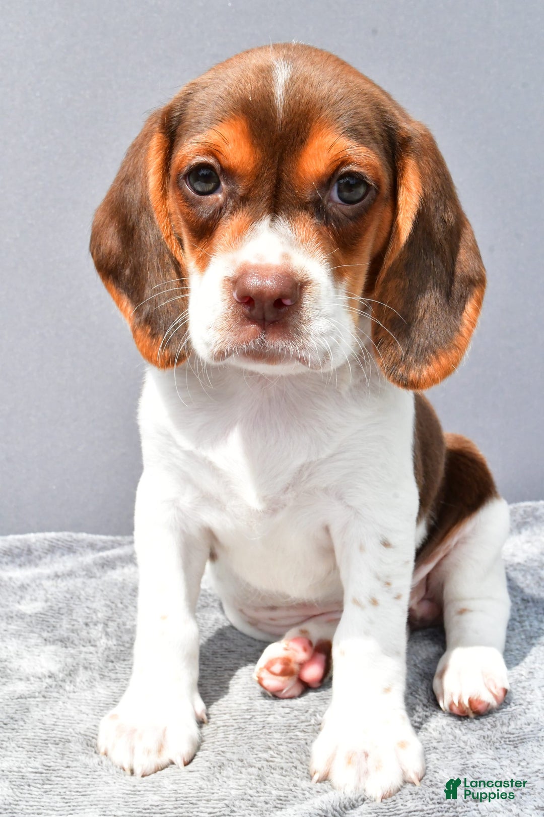 Beagle dogs for sale: Tabbi - Image 3
