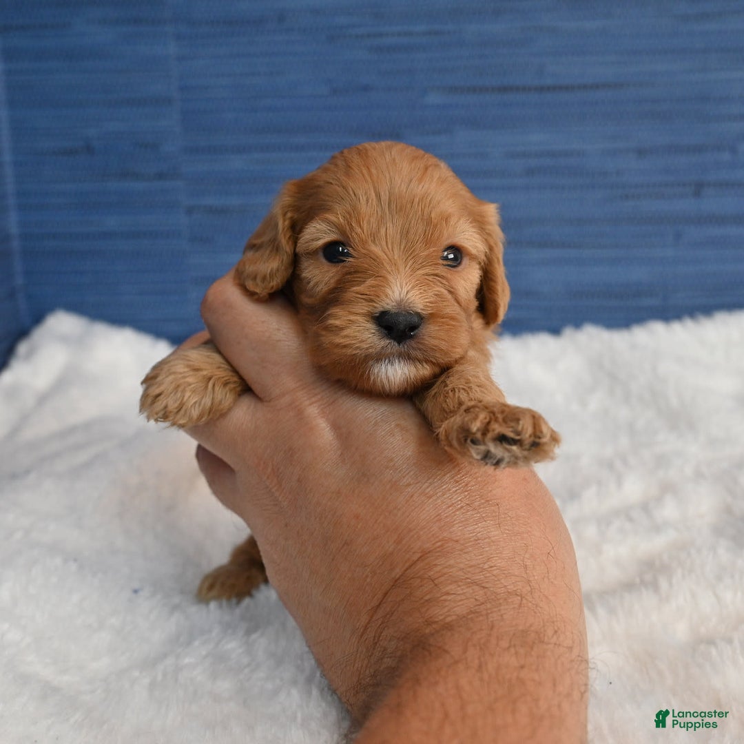 Cavapoo dogs for sale: King - Image 4