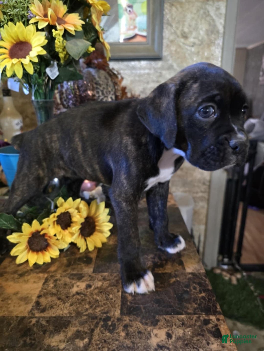 Boxer dogs for sale: Carly - Image 5