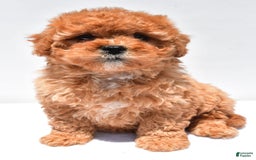 Cavapoo dogs for sale: Riley - Image 3