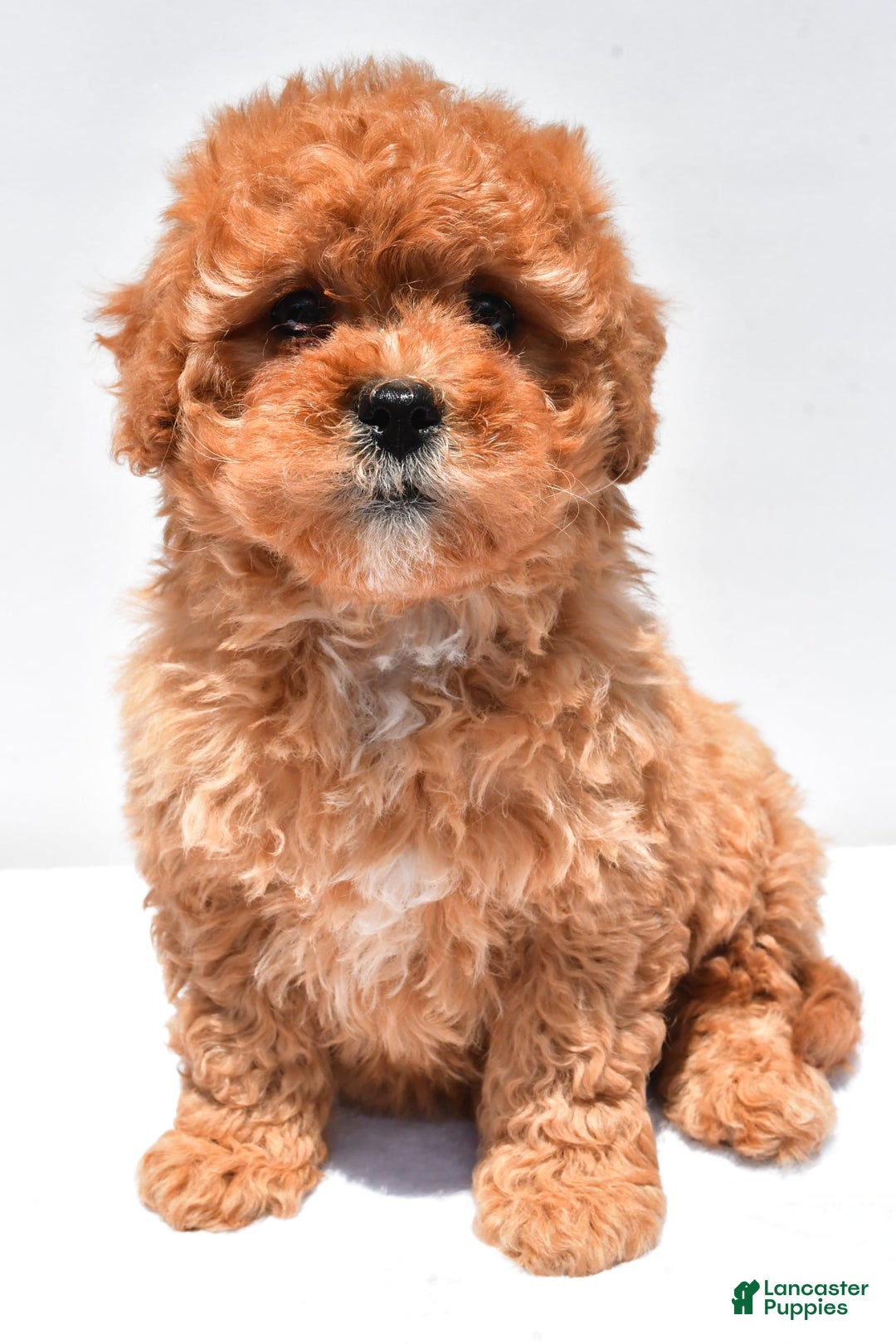 Cavapoo dogs for sale: Riley - Image 3