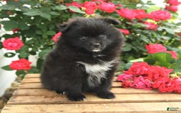 Pomeranian dogs for sale: Jelly Bean - Image 5