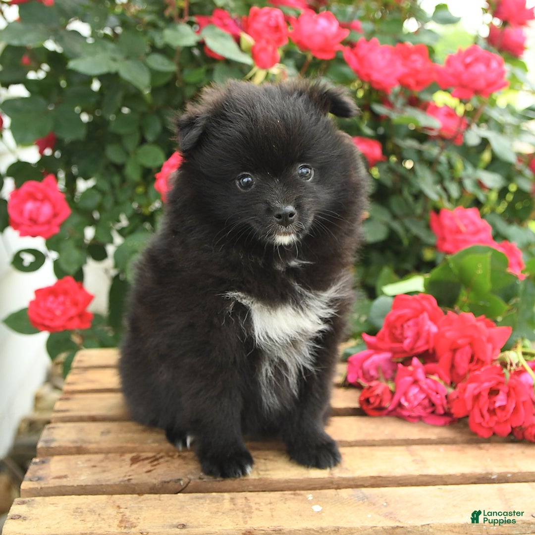 Pomeranian dogs for sale: Jelly Bean - Image 5