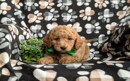  dogs for sale: Mini Goldendoodle 4 puppies - Image 21