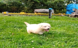 Great Pyrenees dogs for sale: Cedar - Image 8