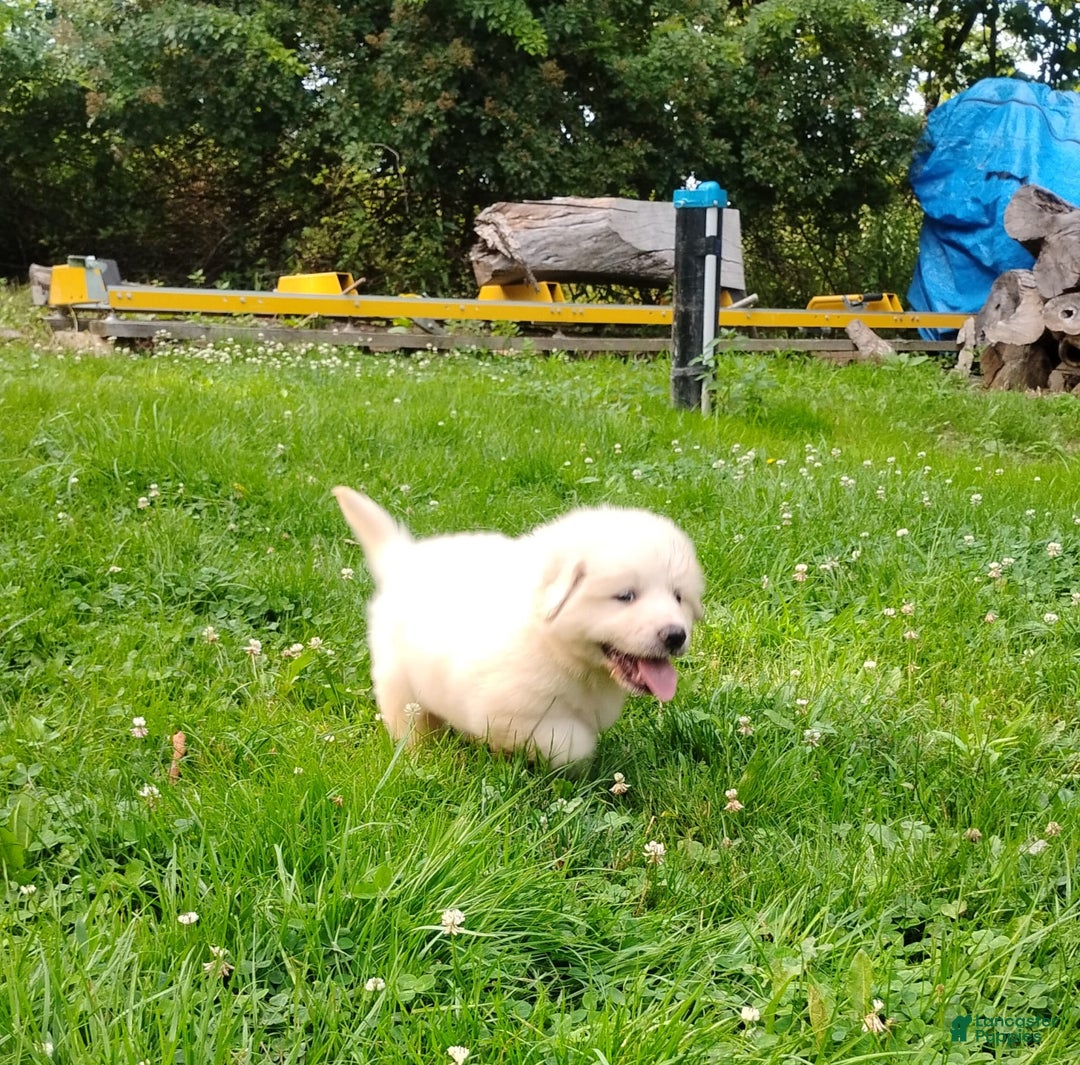 Great Pyrenees dogs for sale: Cedar - Image 8