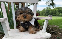 Yorkshire Terrier dogs for sale: Jason - Image 4