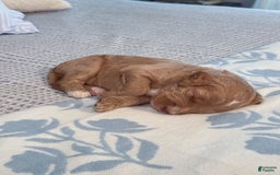 Goldendoodle dogs for sale: Lewis - Image 11