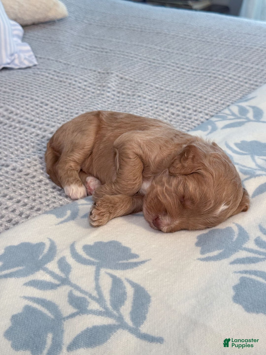 Goldendoodle dogs for sale: Lewis - Image 11