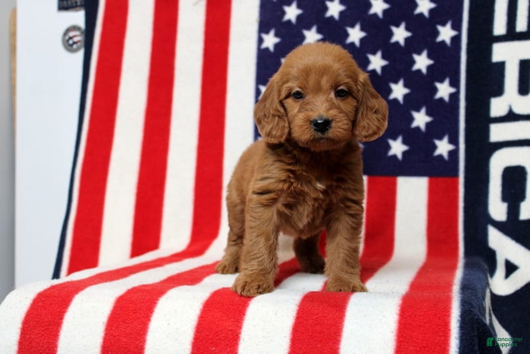 Mini Goldendoodle dogs for sale: Papusa - Image 3