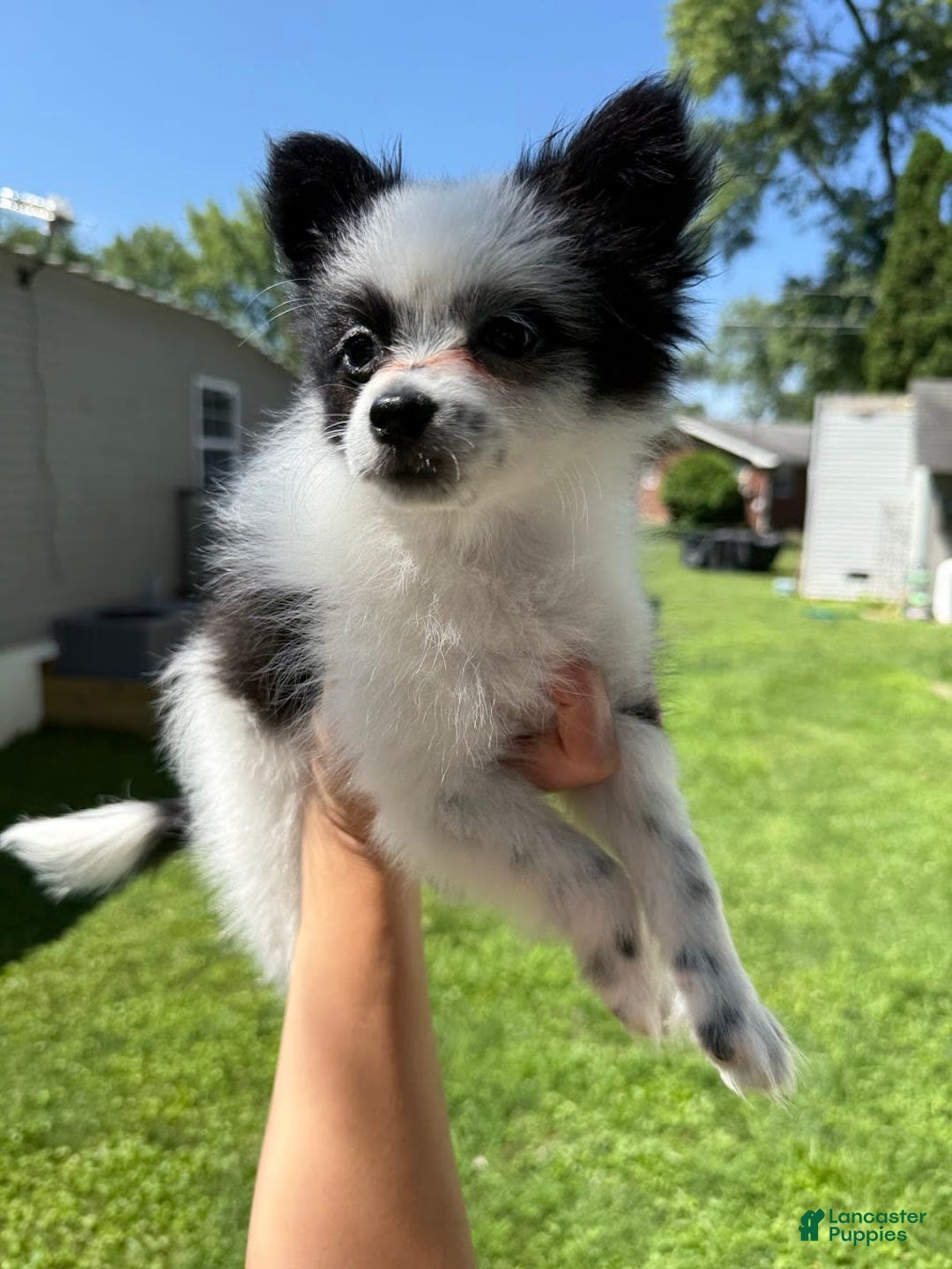 Papillon dogs for sale: Daisy - Image 2