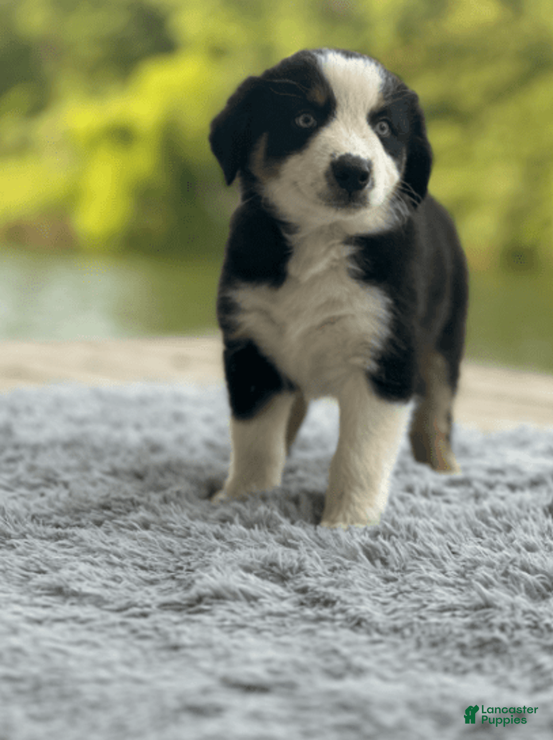 Australian Shepherd dogs for sale: Alejandro-ollie - Image 14