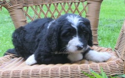 Mini Bernedoodle dogs for sale: Sally - Image 6