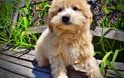 Havapoo dogs for sale: Wags - Image 25