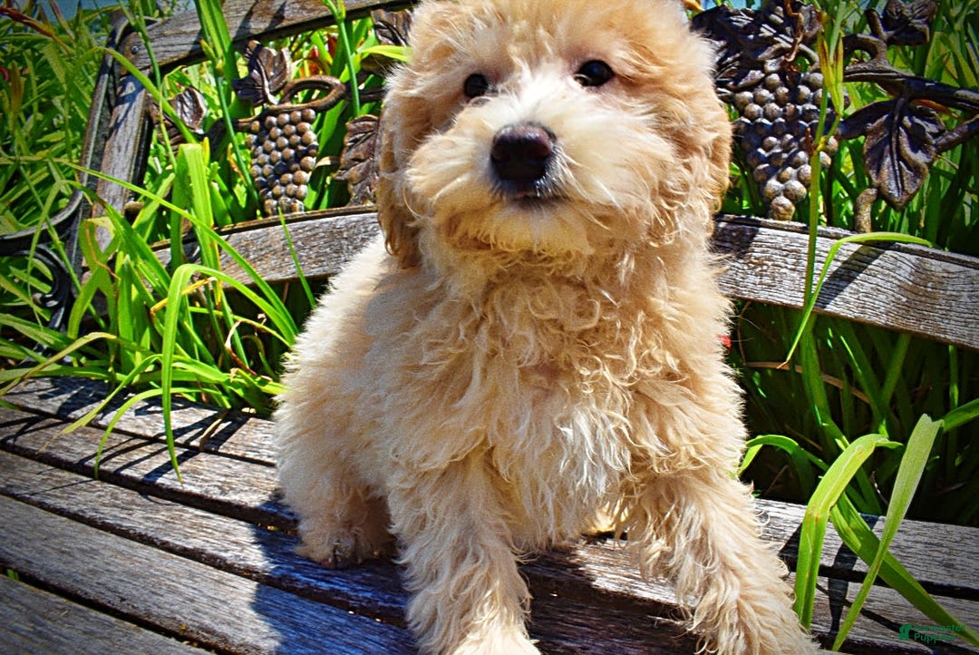 Havapoo dogs for sale: Wags - Image 25