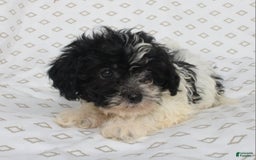 Shihpoo dogs for sale: Sambo - Image 5