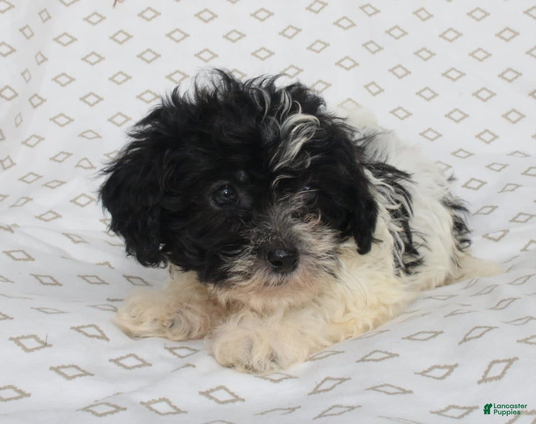 Shihpoo dogs for sale: Sambo - Image 5