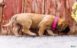 English Mastiff dogs for sale: Hadley - Image 17
