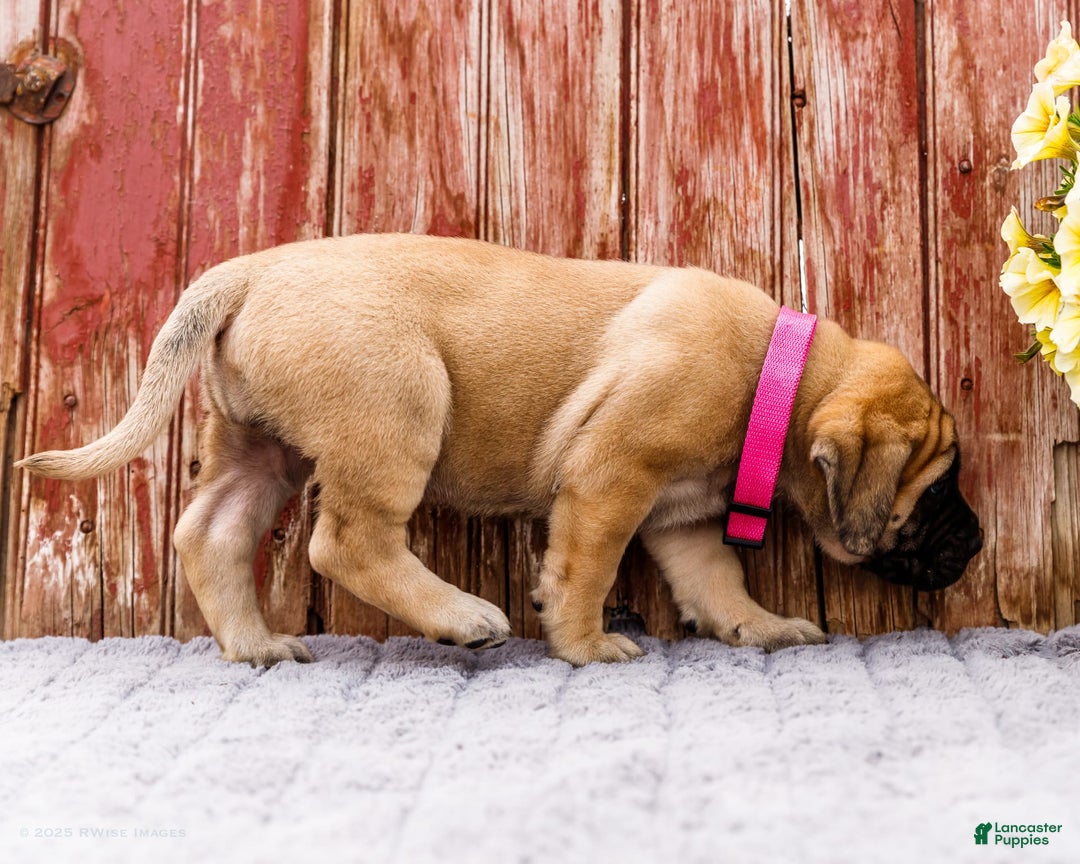 English Mastiff dogs for sale: Hadley - Image 17