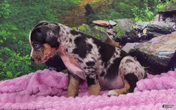 Catahoula Leopard Dog dogs for sale: Luna 2025 Female 3 - Image 3