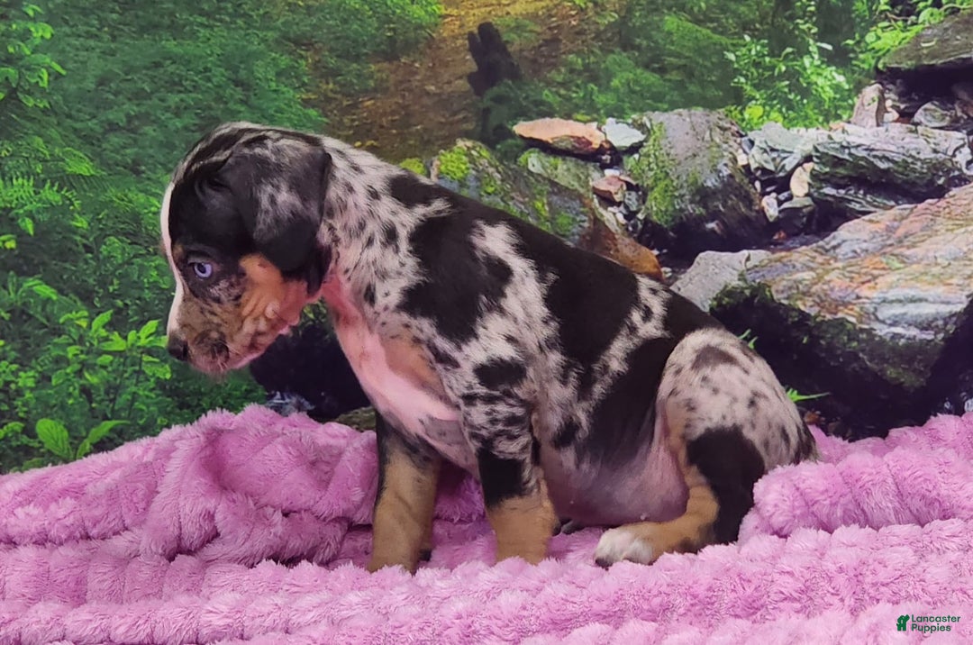 Catahoula Leopard Dog dogs for sale: Luna 2025 Female 3 - Image 3