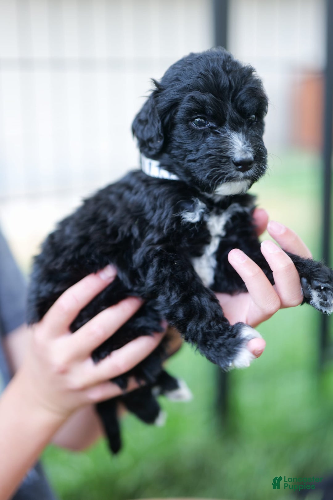 Bernedoodle dogs for sale: Goldie - Image 1