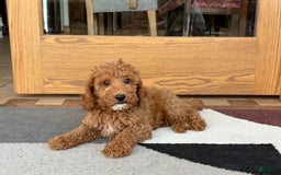 Cockapoo dogs for sale: Glen - Image 4
