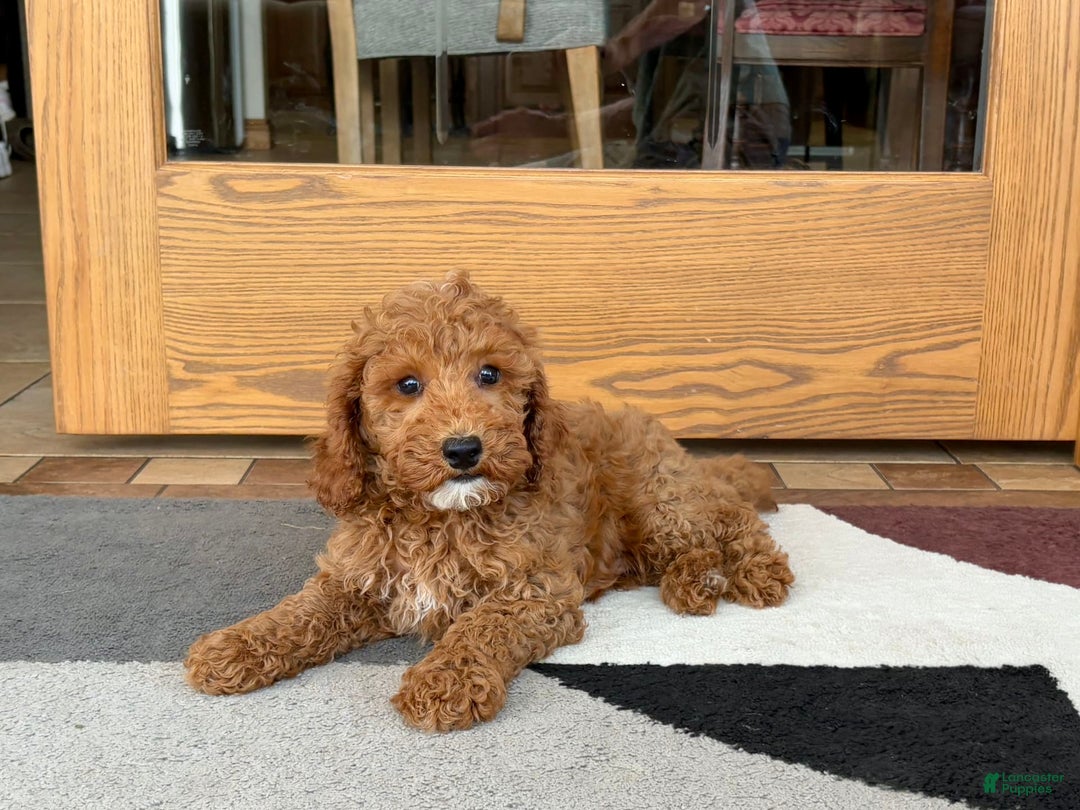 Cockapoo dogs for sale: Glen - Image 4