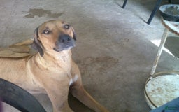 Rhodesian Ridgeback dogs for sale: Copper - Image 5
