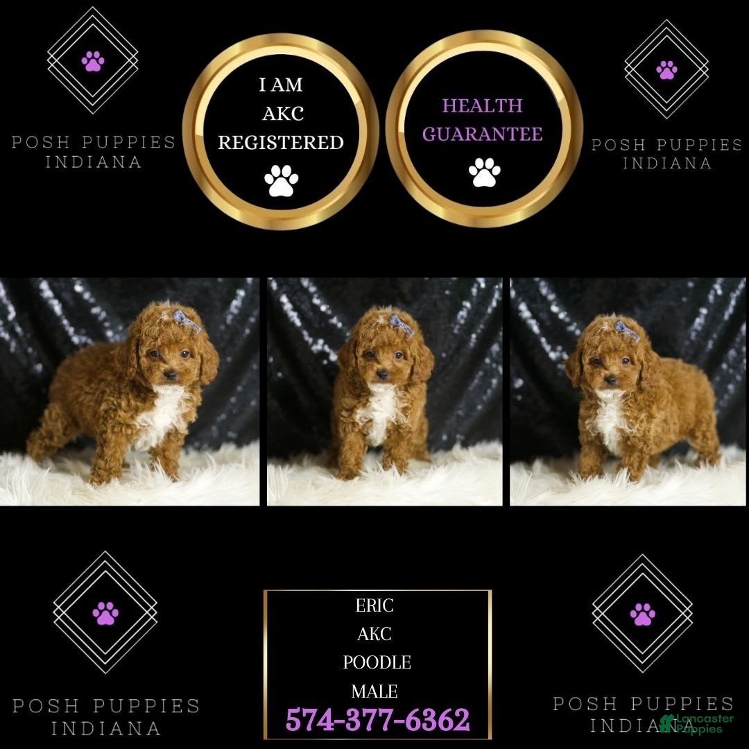 Toy Poodle dogs for sale: Eric - Image 3
