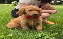 Golden Retriever dogs for sale: Gunther - Image 28