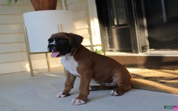 Boxer dogs for sale: Zoey - Image 5