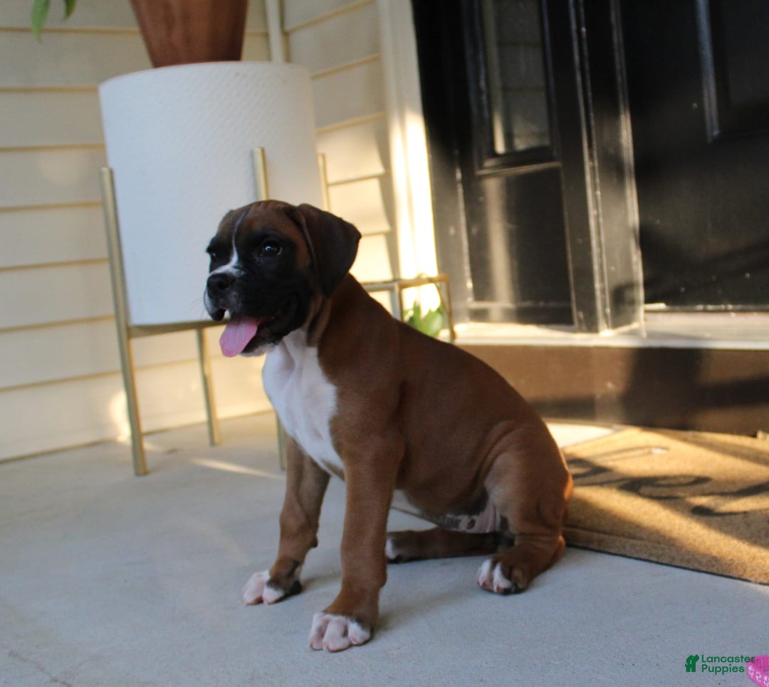 Boxer dogs for sale: Zoey - Image 5