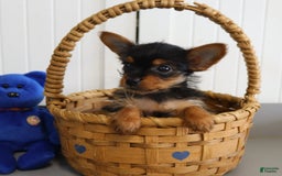 Yorkshire Terrier dogs for sale: Midget - Extra Small - Image 3