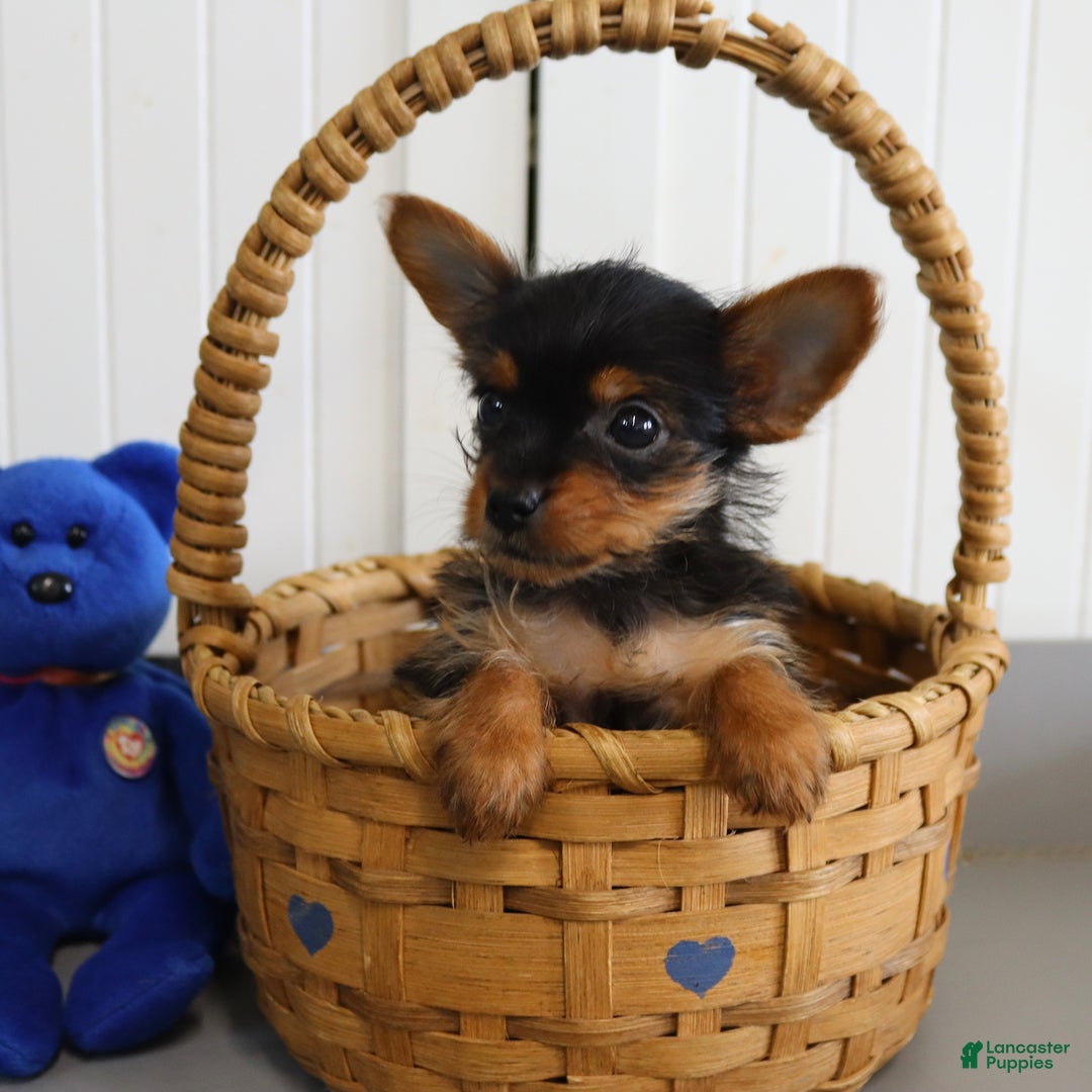 Yorkshire Terrier dogs for sale: Midget - Extra Small - Image 3