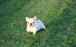 French Bulldog dogs for sale: Lincoln - Image 22