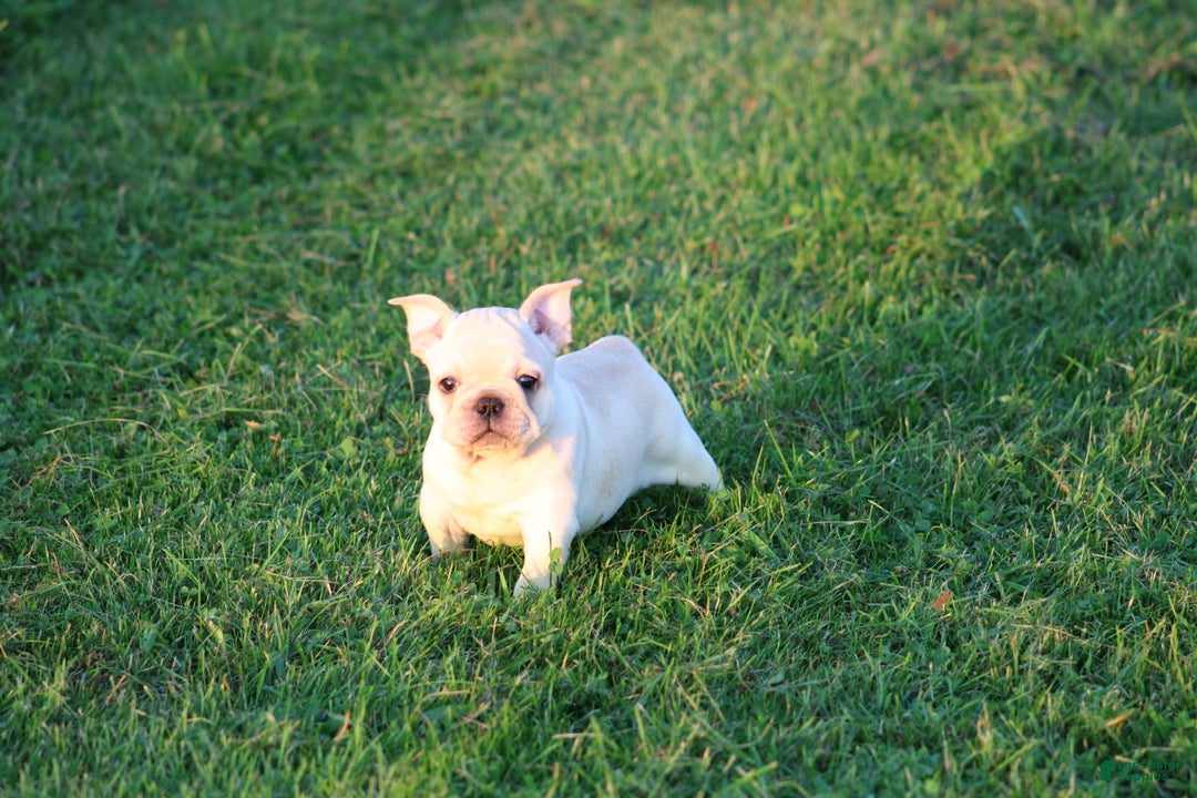 French Bulldog dogs for sale: Lincoln - Image 22