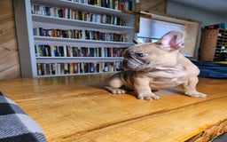 French Bulldog dogs for sale: Bully - Image 3