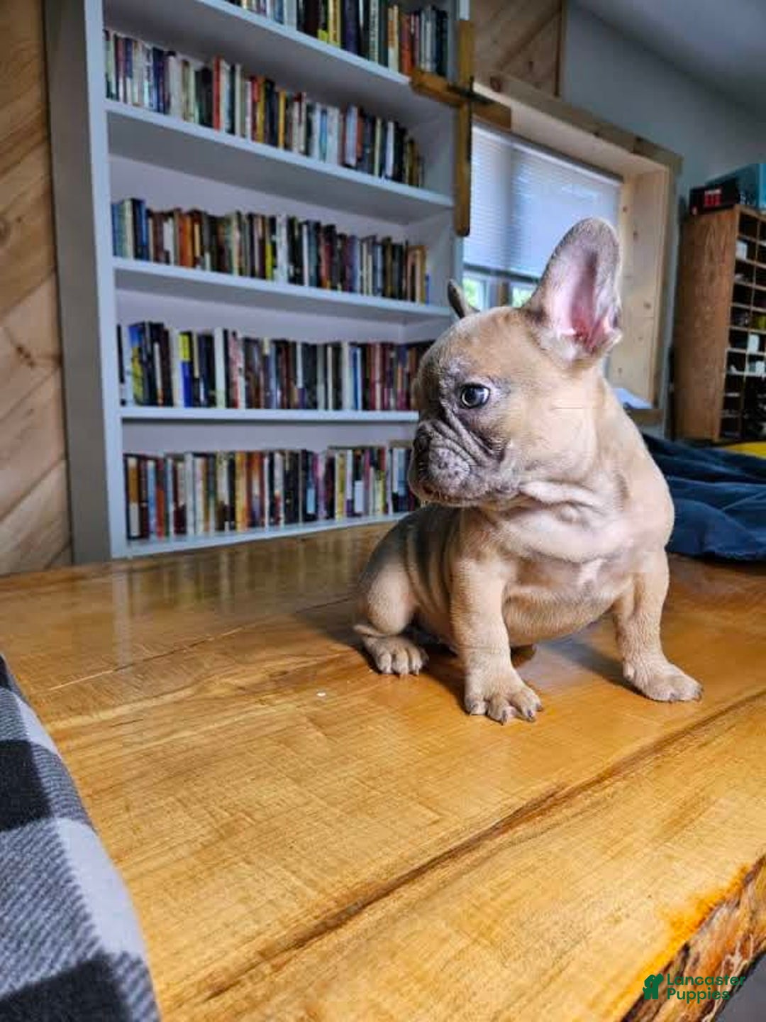 French Bulldog dogs for sale: Bully - Image 3