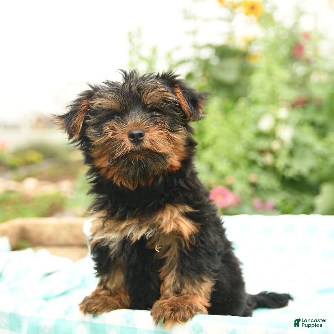 Morkie dogs for sale: Benji - Image 4