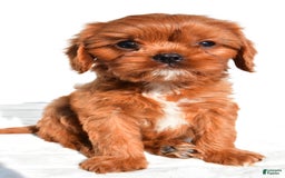 Cavapoo dogs for sale: Charlie - Image 1