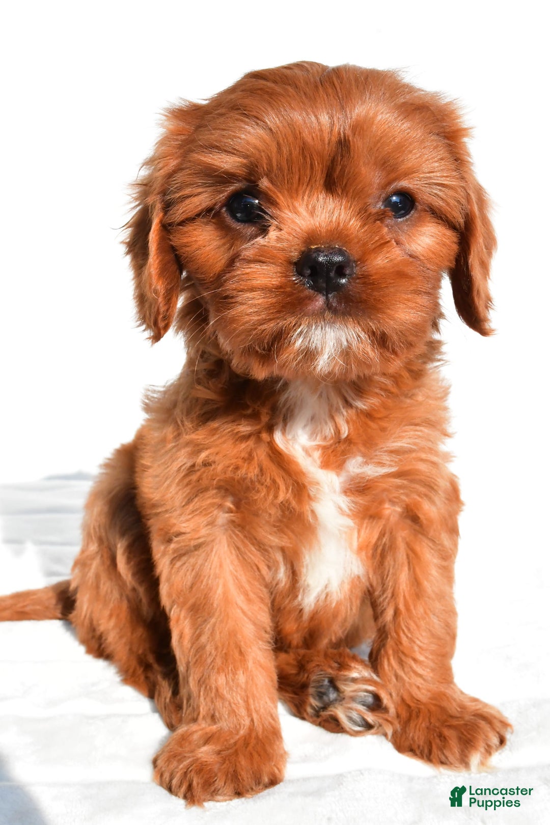 Cavapoo dogs for sale: Charlie - Image 1