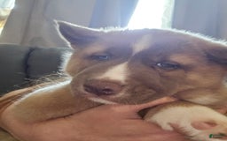 Akita dogs for sale: Puppy - Image 10